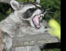 Angry raccoon Meme Template