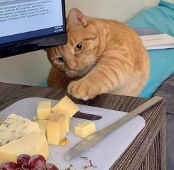 Cat reaching cheese Meme Template