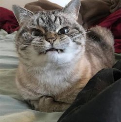 Cat angry at stupid Meme Template