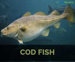 Cod fish Meme Template