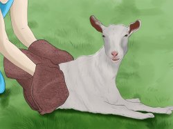 Goat Massage Sex  Disney Meme Template