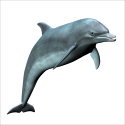 Dolphin PNG Meme Template