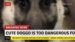 News Meme Template