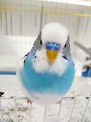 Fat Birb Meme Template