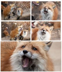Unsettled fox Meme Template