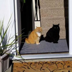 Two Cats Meme Template