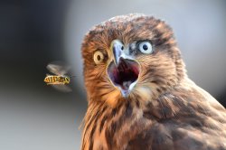 PhotoBomb Hawk Meme Template