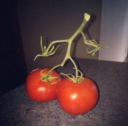 Gansta walking tomato Meme Template