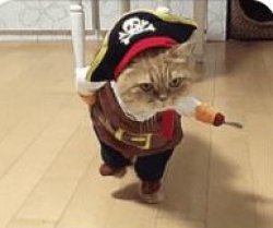 Cat Pirate Meme Template