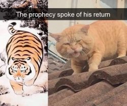Tiger cat the prophecy spoke of his return Meme Template