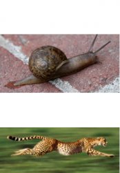Snail and Cheetah Meme Template