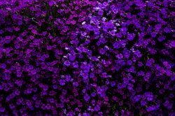 Purple flowers Meme Template