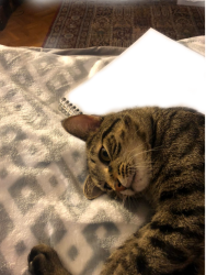 Cat with notebook cutout Meme Template
