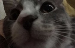 cat Meme Template