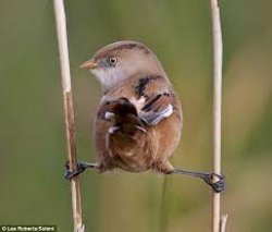 Brown bird splits Meme Template