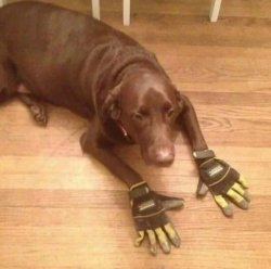Weird Dog Gloves Meme Template