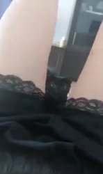 Pussy cat Meme Template