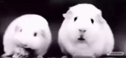 hamster meme Meme Template