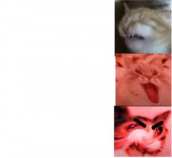 angry cat meme Meme Template