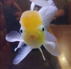 Trumpfish is not amused Meme Template