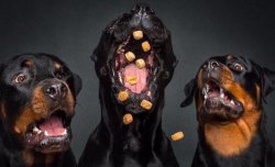 Three dogs with treats Meme Template