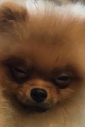 angry pomeranian Meme Template