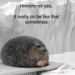 Seal Boi hmm yes it really do be like that sometimes Meme Template