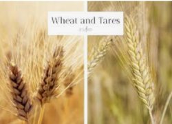 Harvest season Meme Template