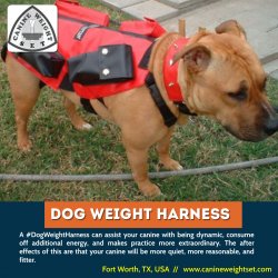 Dog weight harness Meme Template