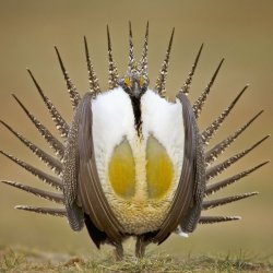 Greater Sage Grouse Meme Template