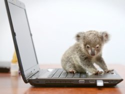 koala-computer Meme Template