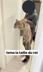 Tema la taille du rat Meme Template