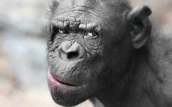 Chimp ain't buying it Meme Template