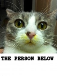 The Person Below Cat Meme Template