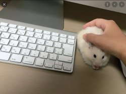 Why Isn't my Mouse working Meme Template