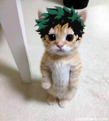 deku cat Meme Template