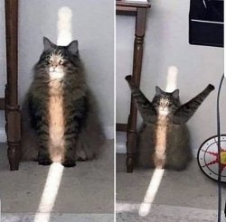 Cat god Meme Template