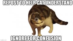 Repost to help cat understand Meme Template