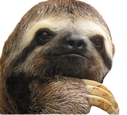 Motivational sloth transparent Meme Template