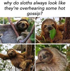 Sloths hot gossip Meme Template