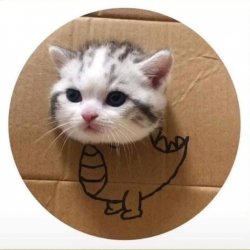 Cat in the cardboard Meme Template