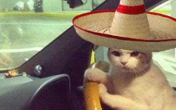 Mexican cat Meme Template