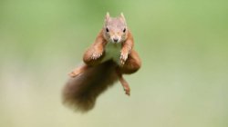 leaping squirrel Meme Template