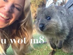 Kylie Quokka u wot m8 Meme Template