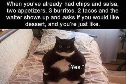 fat cat Meme Template