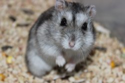 my hamster Meme Template