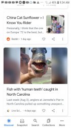 China Cat Human Teeth Fish News Duo Meme Template
