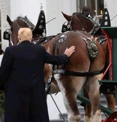 Trump and another horse's ass Meme Template