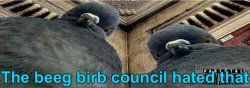 The beeg birb council hated that Meme Template