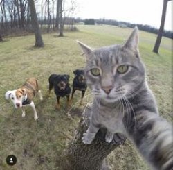 Cat & Friends Selfie Meme Template